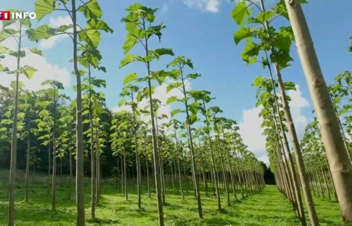 CO2-Absorption, Widerstandsfähigkeit, Preis… Ist Paulownia der Baum der Zukunft?