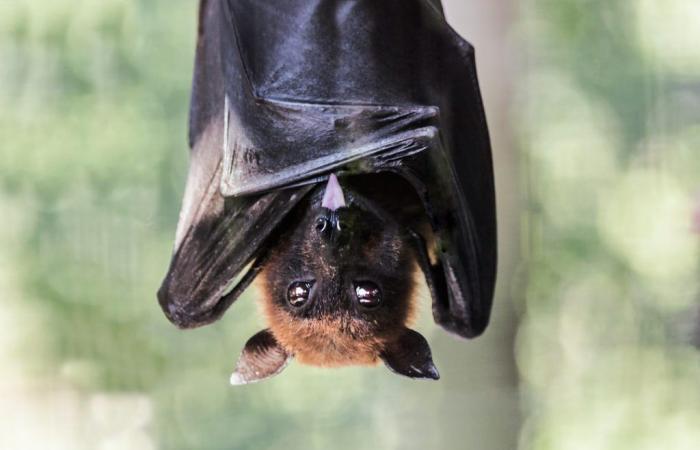 „Eine Fledermaus in seinem Zimmer“: Ein Kind verliert auf grausame und äußerst seltene Weise sein Leben