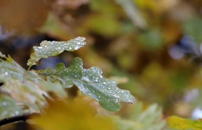 Meteorologen versprechen günstige Wetterbedingungen in Lettland