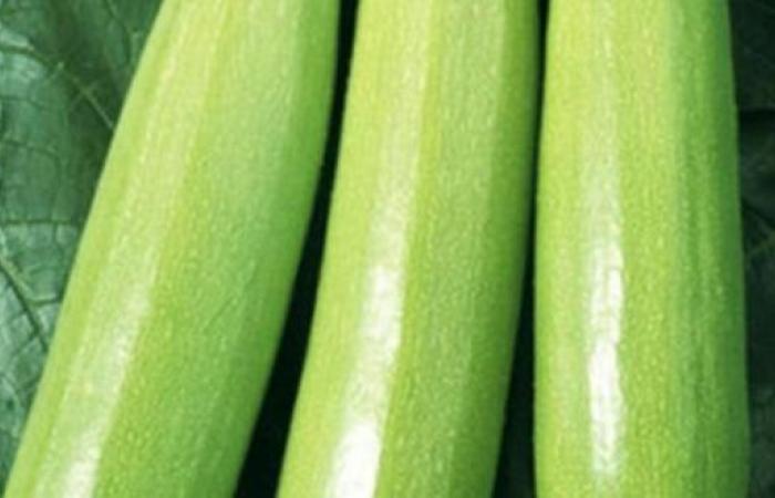 Der Verkaufspreis von Zucchini explodiert – AgriMaroc.ma