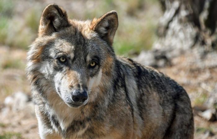 Nachrichten – Val-de-Travers – Der Wolf wurde in Val-de-Travers nach einer Reihe von Angriffen auf Rinder erschossen