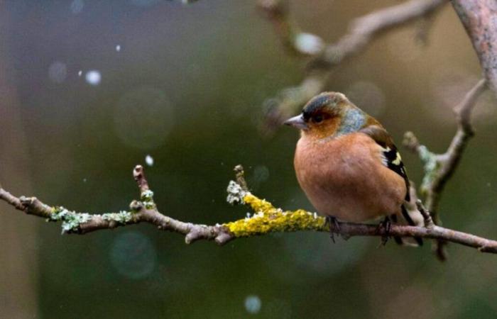 Einsatz: Mehr als 93.000 Vögel bei EuroBirdwatch in der Schweiz erfasst