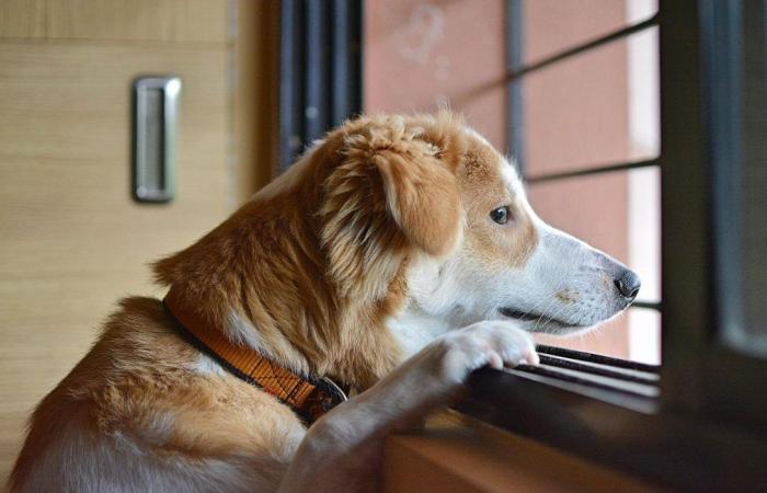 Ein Achtzigjähriger wird zu Hause verletzt, sein Hund schafft es alleine, den Rettungsdienst zu alarmieren