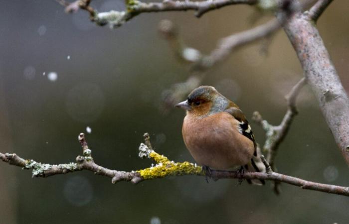 Mehr als 93.000 Vögel bei EuroBirdwatch in der Schweiz erfasst