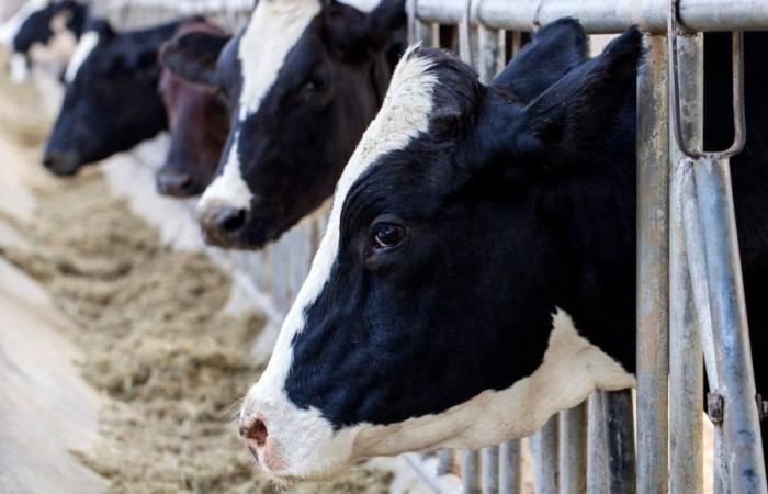 Milch von hier, ein Zankapfel mit Washington: Eine Blockbedingung könnte unseren Handelsbeziehungen schaden