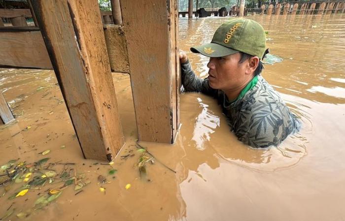 Elefanten-Überschwemmungsrettung Thailand