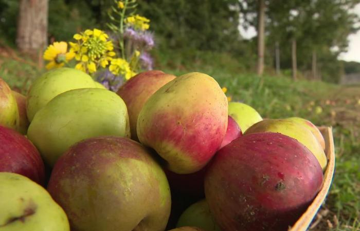 Obstbäume. Warum sollten wir weit reisen, um herauszufinden, was die Natur uns überall bieten kann?