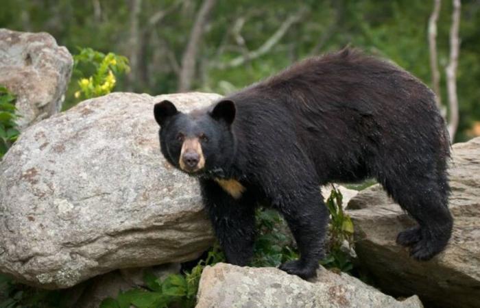 Bär und drei Junge greifen Mann in Haus in Colorado an