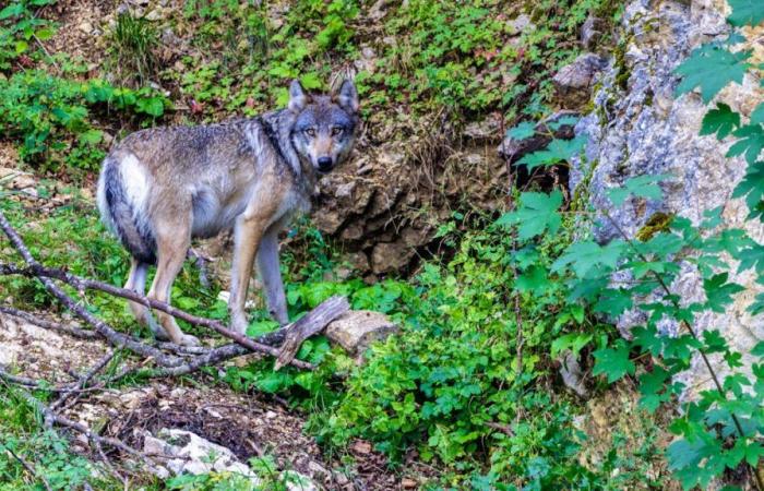 Die Wildtierpolizei Neuenburg erschießt einen Wolf