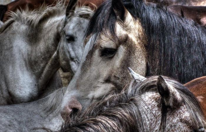 Ein Pferd wurde mit sieben Stichwunden getötet, sein Reiter blieb bewusstlos