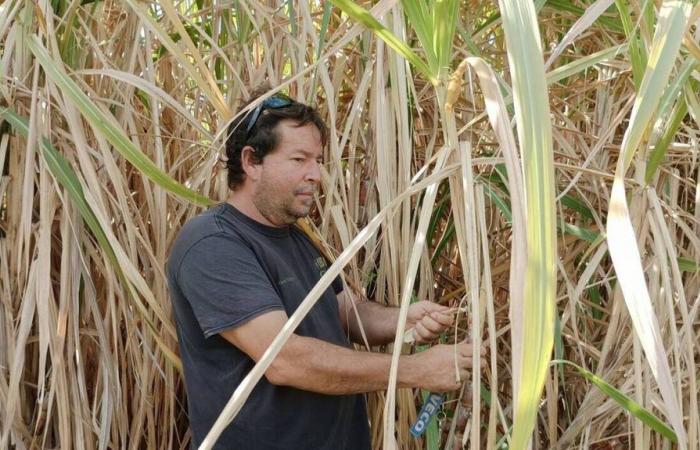 Auf La Réunion verzichten die Bauern auf den Zuckerrohranbau