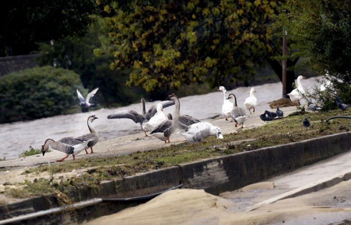 Cevennen: Die Alès-Kakerlake wird wütend und beruhigt sich dann