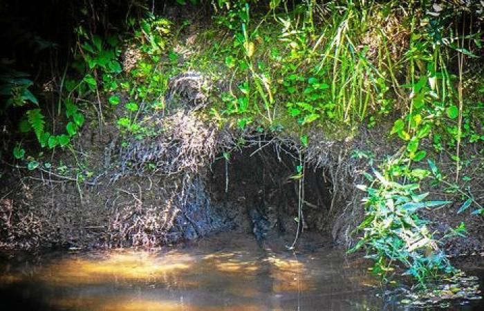 Der Otter würde wieder in Ille-et-Vilaine sein: Wir haben die Untersuchung durchgeführt