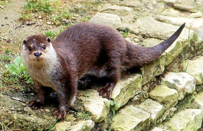 Der Otter würde wieder in Ille-et-Vilaine sein: Wir haben die Untersuchung durchgeführt