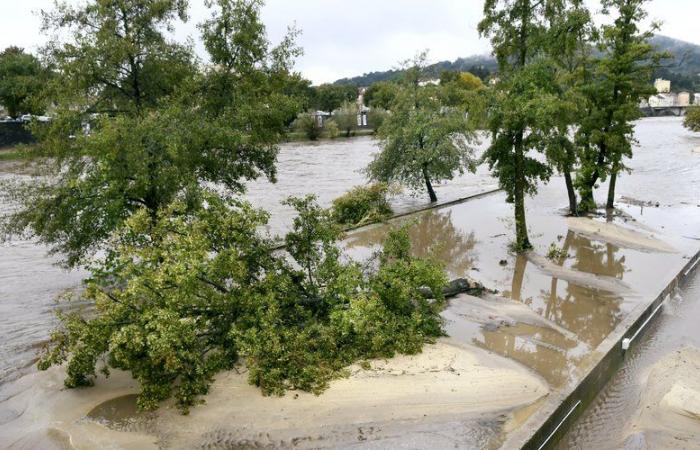 Cevennen: Die Alès-Kakerlake wird wütend und beruhigt sich dann