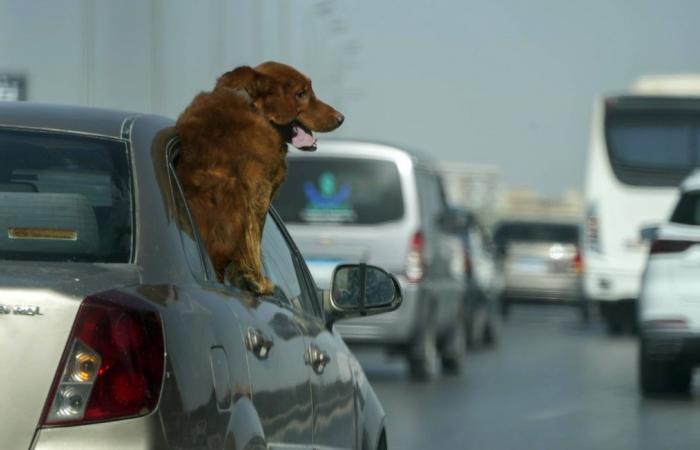 Ihr Auto wurde mit ihrem Hund gestohlen (bevor sie ihn fand)