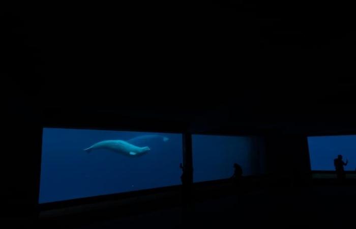 Ein weiterer Beluga starb im Marineland