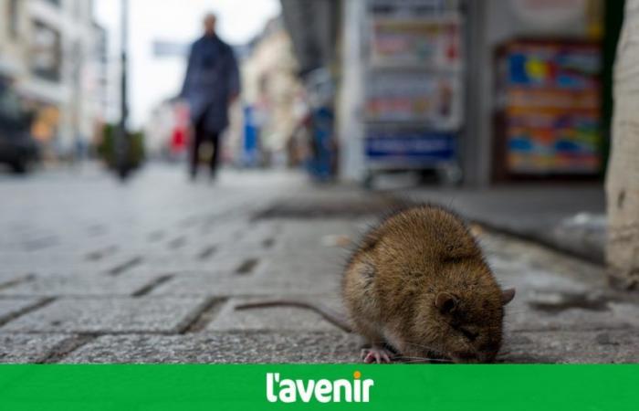 Frankreich: Ein Mann stirbt, nachdem er von einer Ratte gebissen wurde