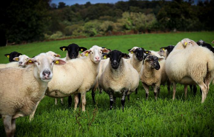 In Indre verärgert die Zwei-Geschwindigkeits-Impfung angesichts der Gesundheitskrise die Züchter