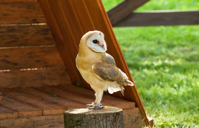 Die Goldene Eule ist vorbei, aber diese drei Bücher werden Ihnen helfen, das Erlebnis fortzusetzen