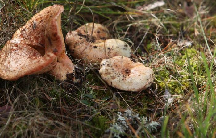 Blutmilchkraut, ein Pilz, der so beliebt ist, dass die Jura-Gendarmerie gegen seinen Handel kämpfen muss