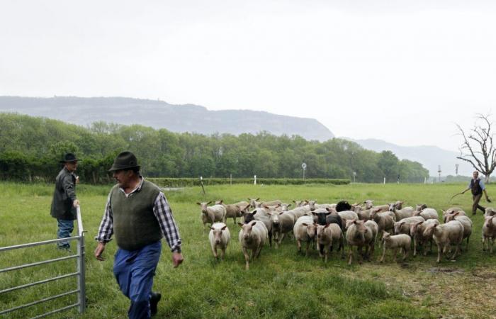 Die Blauzungenkrankheit breitet sich in der Schweiz aus