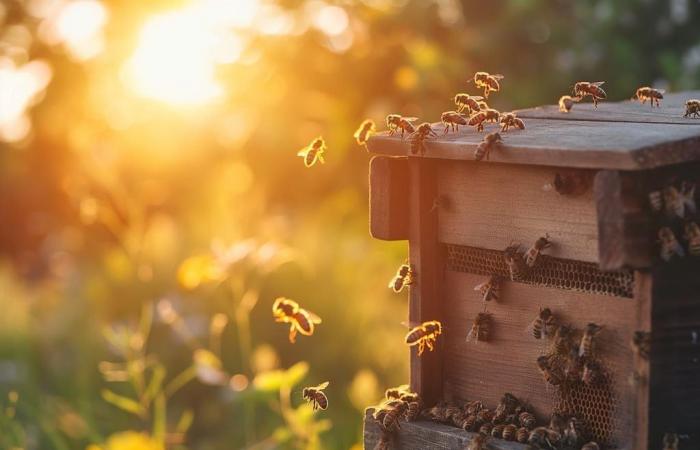 Fünf Jahre nach der Installation einer Photovoltaikanlage ist der Ort zu einem Paradies für Bienen geworden!