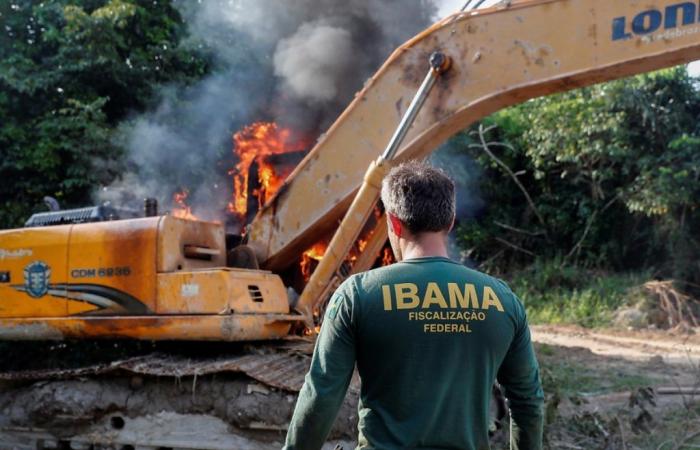 Illegale Abholzung nimmt im Amazonasgebiet zu