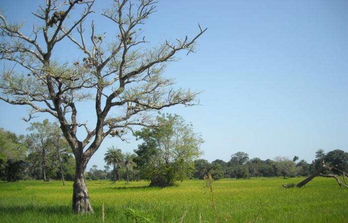 „Wer bist du ohne das Land? »: Verbundenheit mit dem Land im Diola-Land (Senegal)