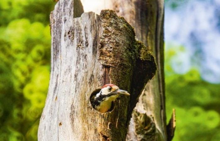 Der Weißrückenspecht erweist sich als guter Beschützer der Käfer