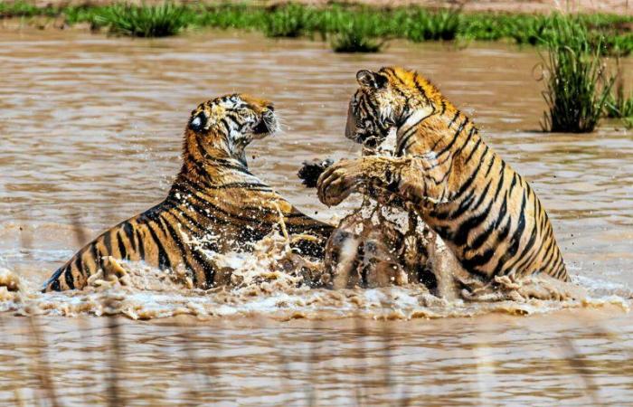 was der neueste alarmierende Bericht des WWF sagt