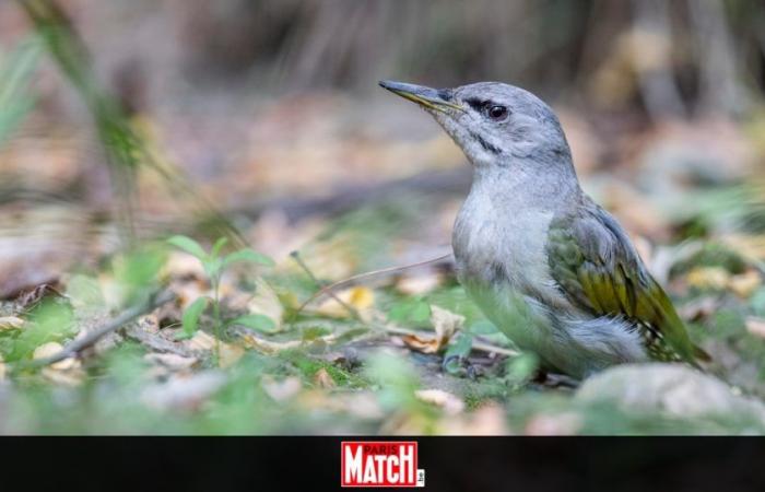 Diese drei einst in Belgien verbreiteten Tierarten sind vollständig verschwunden