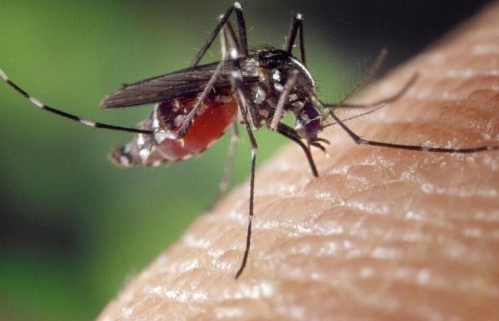 Dengue-Fieber breitet sich in Guadeloupe seit mehreren Wochen besorgniserregend aus