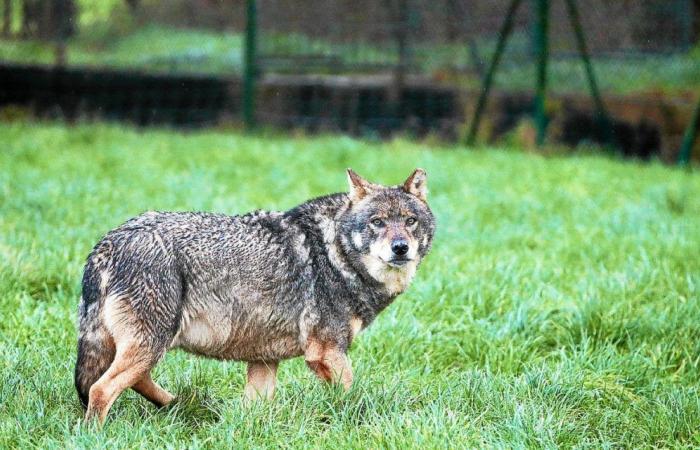 Wolfsangriffe im Finistère: Züchter zufrieden nach Treffen mit dem Präfekten