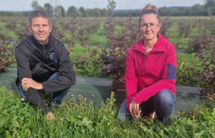 Florian und Marie-Laure haben auf den Heidelbeeranbau umgestellt