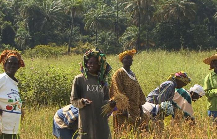 „Wer bist du ohne das Land? »: Verbundenheit mit dem Land im Diola-Land (Senegal)