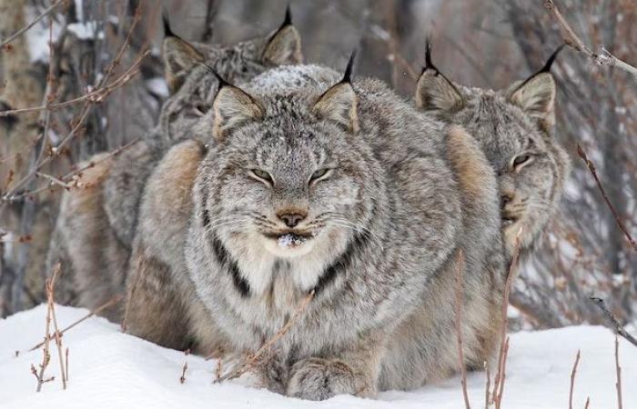 Ein Bild von Kaulquappen wird zum Wildtierfotografen des Jahres gekürt