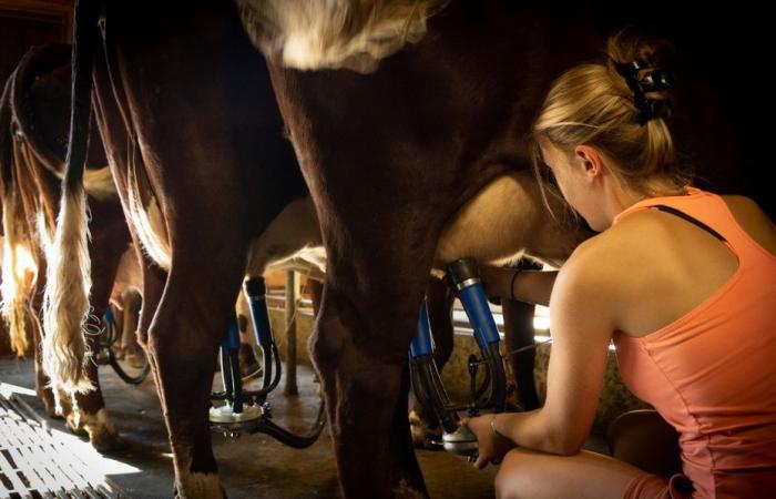 „Wir gehen davon aus, dass wir in der Lage sein werden, über 50 Betriebe zu übernehmen“, teilte Lactalis mit, etwa fünfzig Milchproduzenten, die derzeit nach einer Lösung suchen