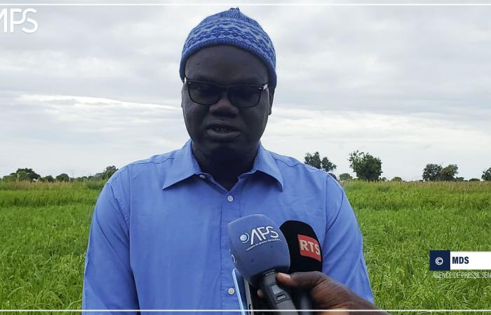 SENEGAL-LANDWIRTSCHAFT / Kaolack: Ein Agronom empfiehlt „vernünftige Düngung“, um die Reisproduktivität zu verbessern – senegalesische Presseagentur