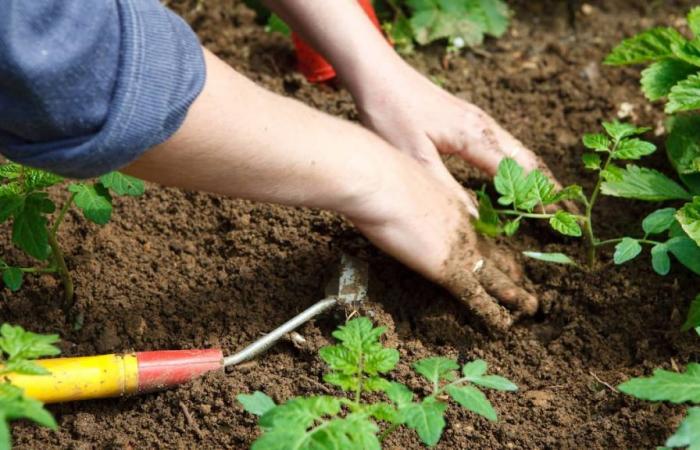 Es ist Zeit, Ihr Land auf den Winter vorzubereiten: Folgendes sollten Sie für Ihren Rasen, Ihren Gemüsegarten und Ihre Pflanzen tun