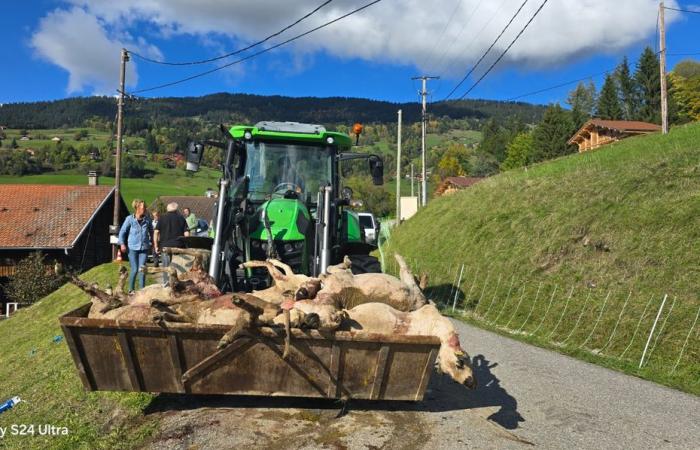 Wolfsangriffe dezimieren in Haute-Savoie in zwei Nächten etwa zwanzig Schafe