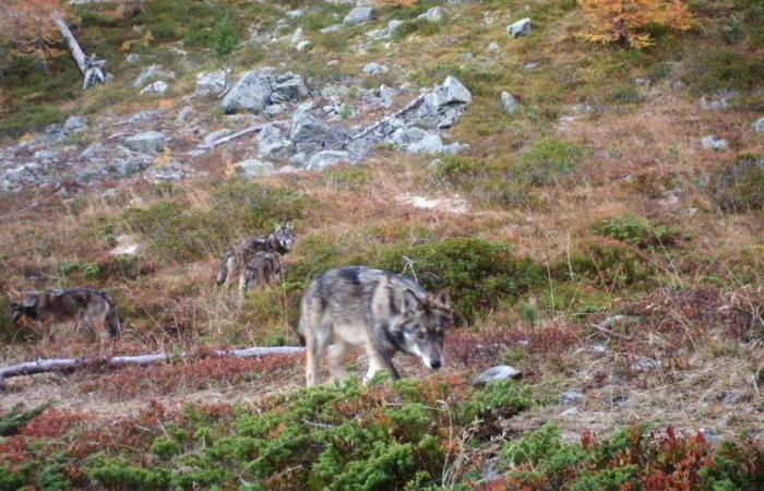 Schweizer Wolfsregulierungspolitik wird vom Büro der Berner Konvention kritisiert