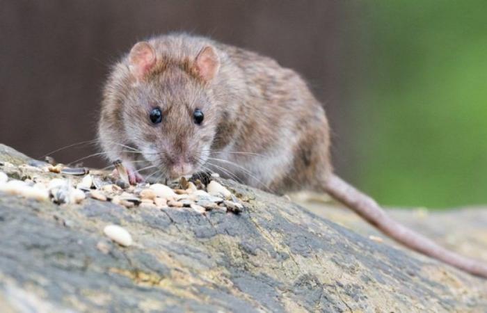 Cannes: Ein Kind wurde in seinem Bett von einer Ratte gebissen: Nachrichten