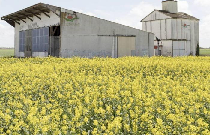 Pestizide in alarmierender Zahl in den Körpern von Kindern in der Nähe von La Rochelle – Libération