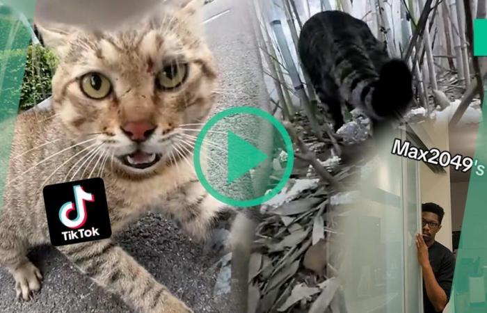 Auf TikTok ist diese Katze mit Bordkamera der Schrecken seiner Nachbarschaft