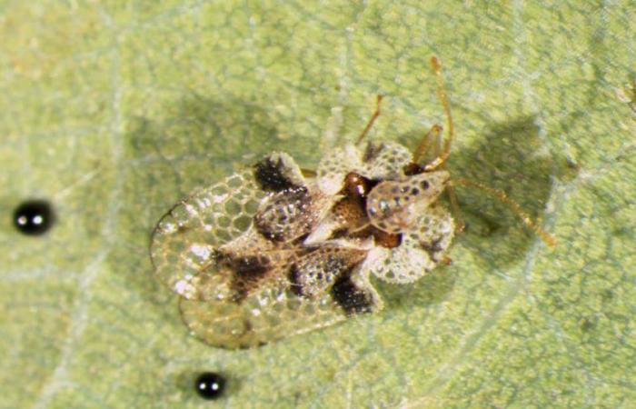 Umfeld. Die Netzwanze, ein invasives Insekt, richtet im Süden der Côte-d’Or verheerende Schäden an