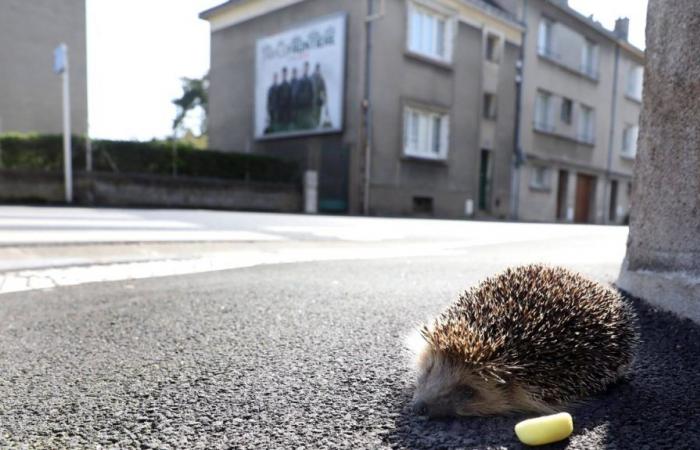 viele Aktivitäten zum Welttierschutztag