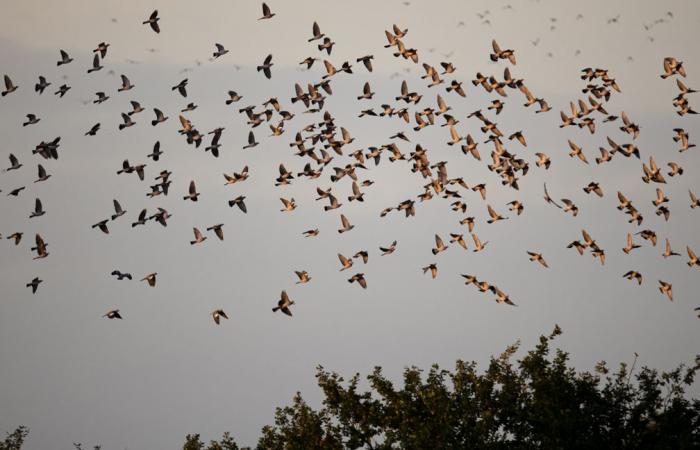 Es ist Welttag der Zugvögel