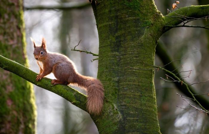 Könnte das Eichhörnchen Lepra auf uns übertragen haben?