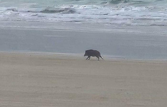 „Es ist außergewöhnlich“, ein Wildschwein, das an diesem großen Strand in Côtes-d’Armor gesichtet wurde